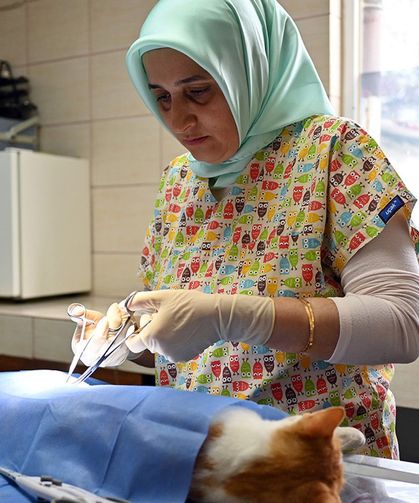 Yalova’da Sahipsiz Hayvanlar İçin Çalışmalar Sürüyor