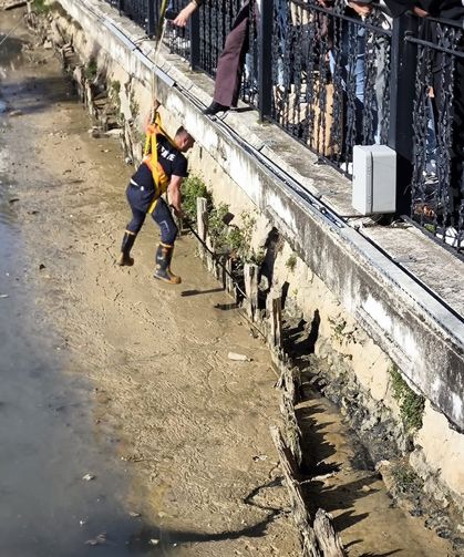 Yalova'da İtfaiye Ekipleri Derede Mahsur Kalan İki Kediyi Kurtardı