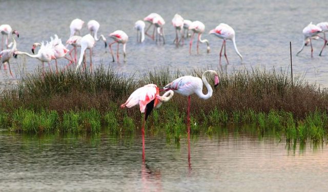 Kuş Oteli’nde Flamingolardan Görsel Şölen
