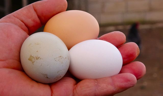 Yumurtanın tanesi 20 liradan satılıyor