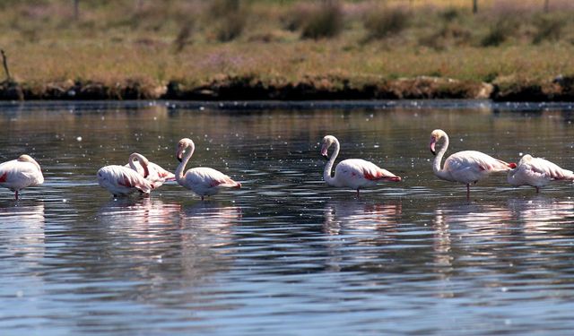 Flamingolar Hersek Lagününde