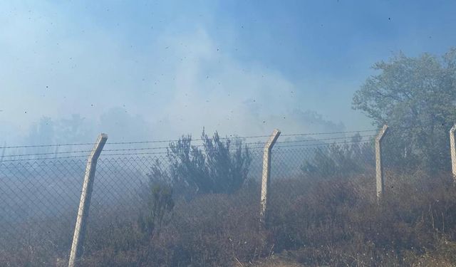 Yalova’da Zeytinlik Alanda Çıkan Yangın Söndürüldü