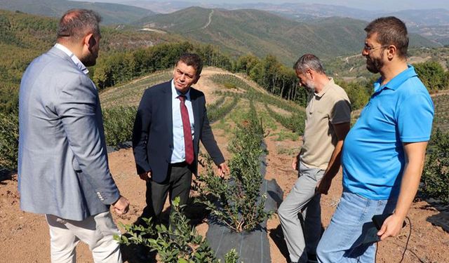 Müdür Yaman Altınova'da İncelemelerde Bulundu