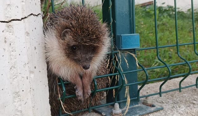 Çiftlikköy’de İtfaiyeden Kirpi ve Kedi Operasyonları