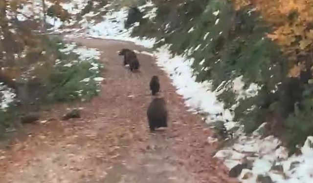 Yalova'da Boz Ayı ve 3 Yavrusu Kameralara Takıldı