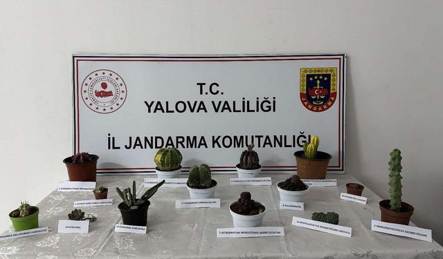 Jandarma Dedektifleri Çalınan Endemik Bitkiyi Buldu!