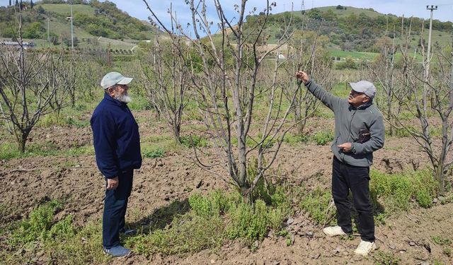Zirai Don Felaketi 34 İlde Üreticiyi Vurdu