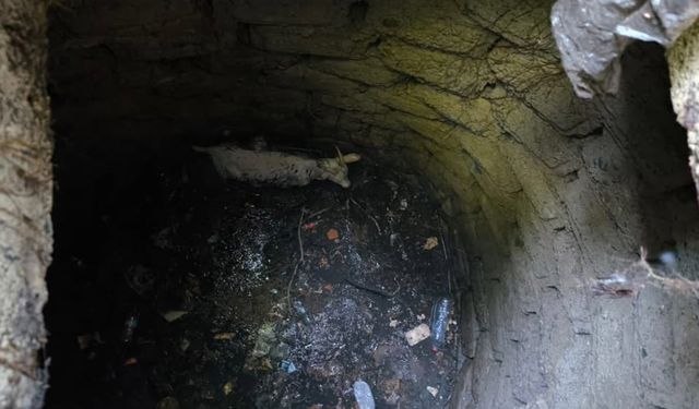 Kuyuya düşen keçi kurtarıldı