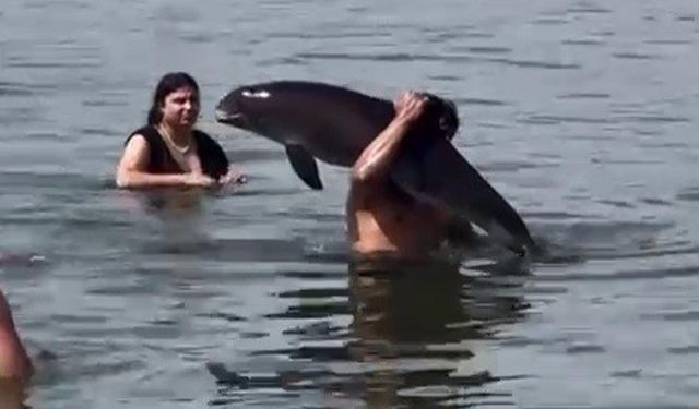 Ölmüş Yunusu Sırtında Taşıdı