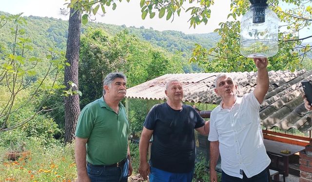 Yalova’da Kahverengi Kokarcayla Mücadele Sürüyor