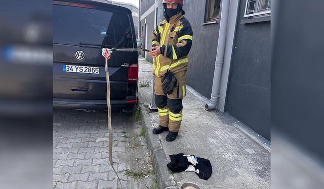 Altınova’da Yılan Görüldü