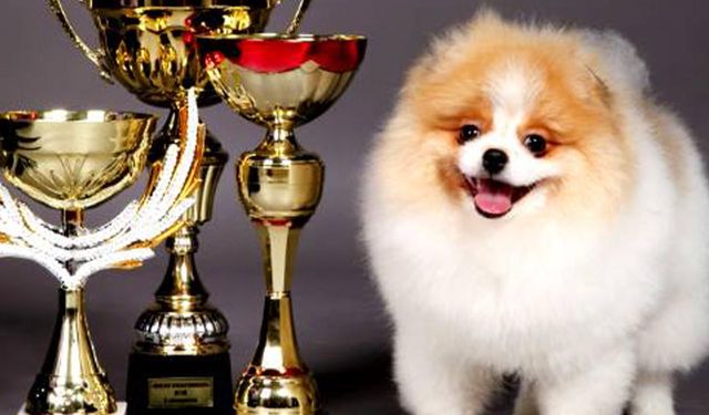 Yalova’nın İlk Köpek Güzellik Yarışması Çiftlikköy’de Yapılacak