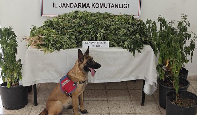 Çınarcık’ta 199 Kök Kenevir Ele Geçirildi: 1 Kişi Tutuklandı