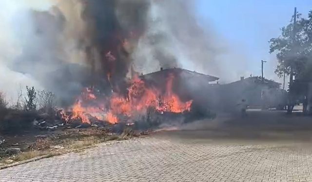 Yalova’da Zeytinlikte Yangın