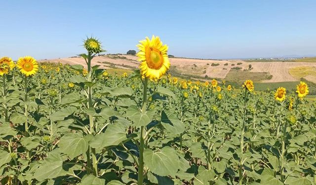 Yalova’da Ayçiçeği Tarlaları Yüzleri Güldürüyor