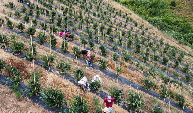 Sermayecik’te Mavi Yemiş Bereketi: Hasat Sezonu Başladı