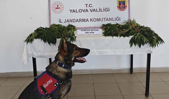Yalova'da Yasa Dışı Kenevir Ekimi Yapan Zanlı Tutuklandı