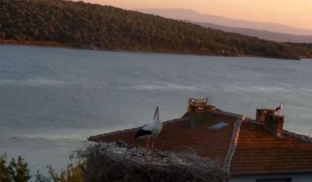 Yaren Leylek Depremi Önceden Hissetti