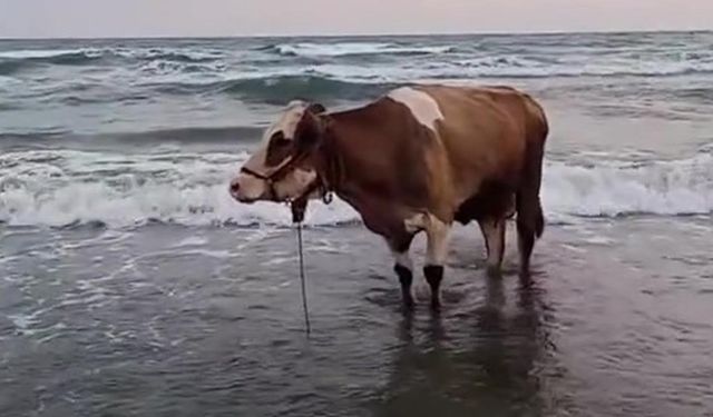 Kavurucu sıcaktan bunalan inek soluğu denizde aldı