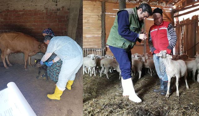 Buzağı ve Kuzu Destek Başvuruları Başladı