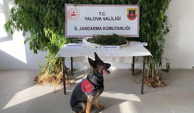 Termal’de Kenevir Operasyonu: 1 Kişi Tutuklandı