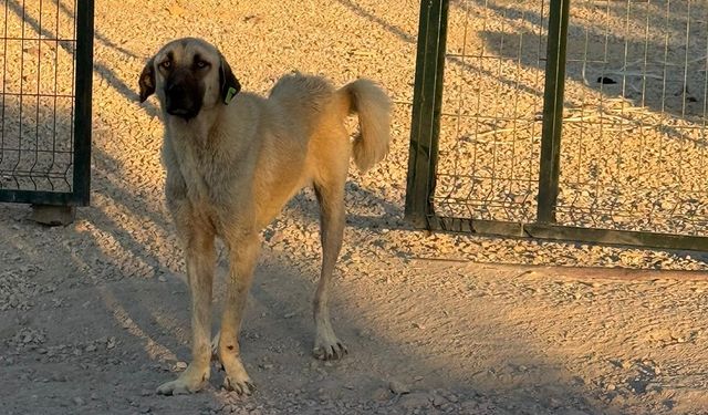Yalova’da Köpekler Barınaktan Kaçtı