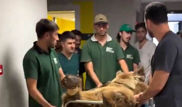 Hayvanat bahçesinde yediği meyveden rahatsızlanan ayının MR'ı çekildi