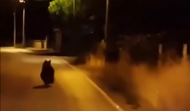 Yalova'da Ayı Köy Yoluna İndi