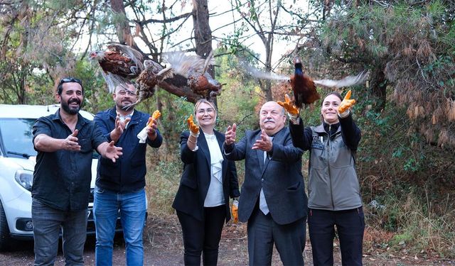 Yalova’da Doğaya 200 Sülün Salındı
