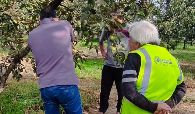 Altınova’da Meyve Zararlılarıyla Mücadele Sürüyor
