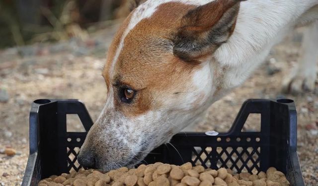 Armutlu Halkı Can Dostlarıyla Buluşuyor
