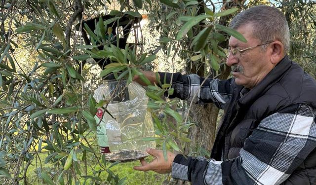 Armutlu’da Zararlı Mücadelesi Sürüyor