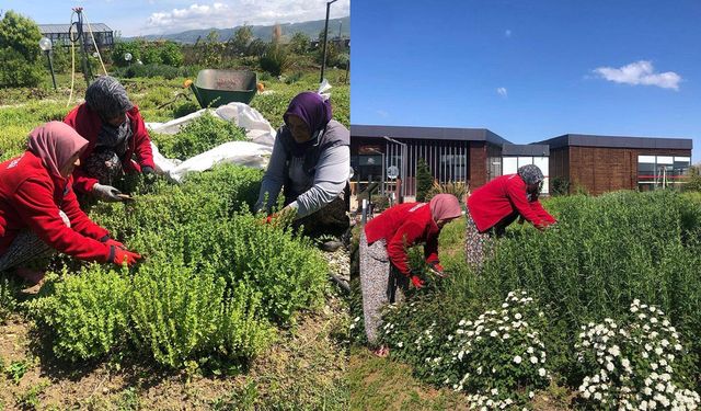 Doğanın Eczanesi Hasat Edildi