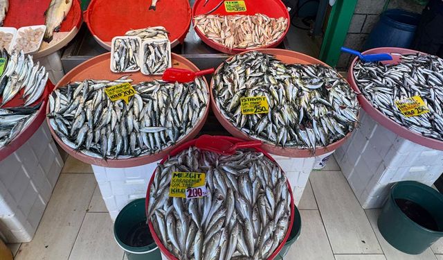 Denizden Sofraya Yalova’da Haftanın Balık Fiyatları