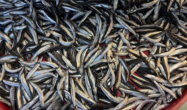 Balık Tezgahlarında Hamsi Bolluğu: Fiyatlar Yarı Yarıya Düştü