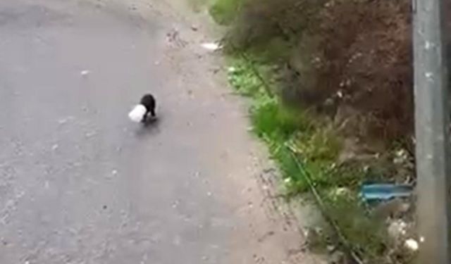 Yalova'da Kamyon Sürücüsü Kafası Plastik Kaba Sıkışan Yavru Köpeği Kurtardı