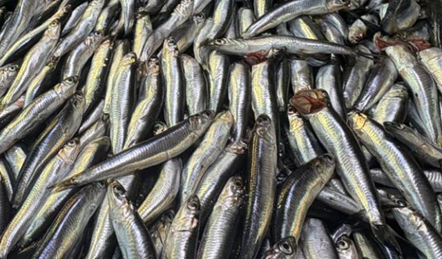 Karadeniz’de 100 TL, Yalova’da 200 TL: Hamsi Fiyatlarında Düşüş Başladı