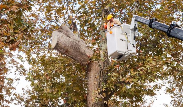 Tarihi Anıt Ağaçların Bakım ve Budama Çalışmaları Devam Ediyor