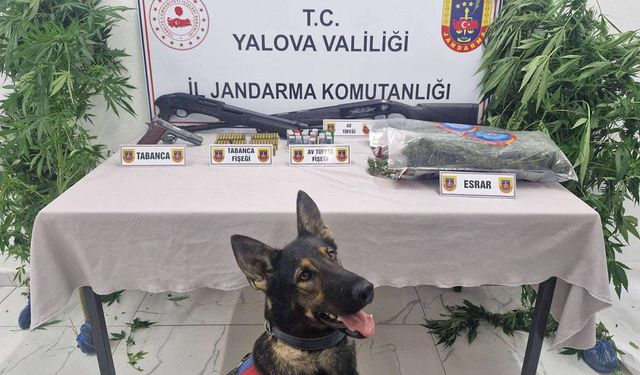 Yalova'da Ormanlık Alanda Uyuşturucu Yetiştiren 2 Şüpheli Yakalandı
