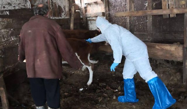 Esenköy’de Şap Aşılaması ve Eğitim Çalışmaları Devam Ediyor