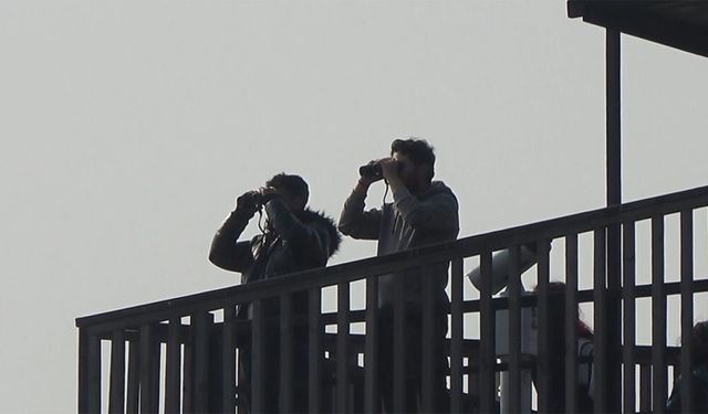 Hersek Lagünü'nde flamingo popülasyonu artıyor