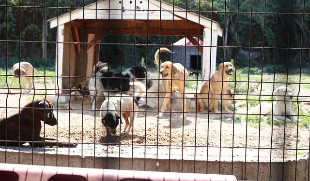 Çiftlikköy Belediyesi Can Dostlara Desteğini Sürdürüyor