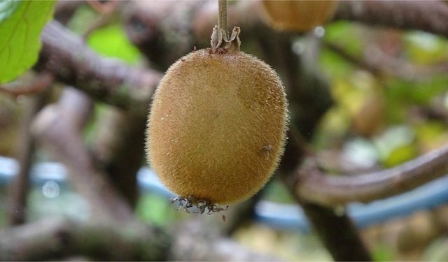 Yalova Kivi Rekoltesiyle Öne Çıkıyor