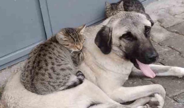 Yalova’da 17 Binden Fazla Evcil Hayvan Mikroçip ile Kayıt Altına Alındı