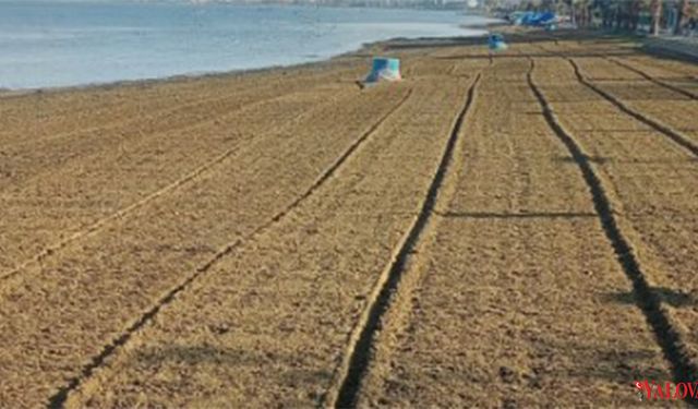 Çiftlikköy Belediyesi Sahil Temizliği Çalışmalarını Kış Aylarında da Sürdürüyor