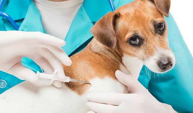 Hayvan Kayıt ve Mikroçip Başvurularında Son Tarih