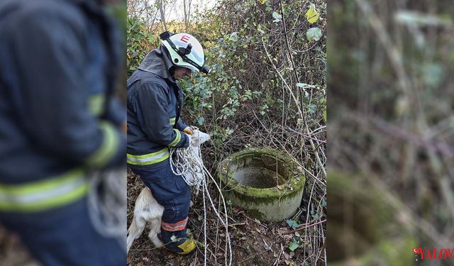 Kuyuya Düşen Keçi Kurtarıldı