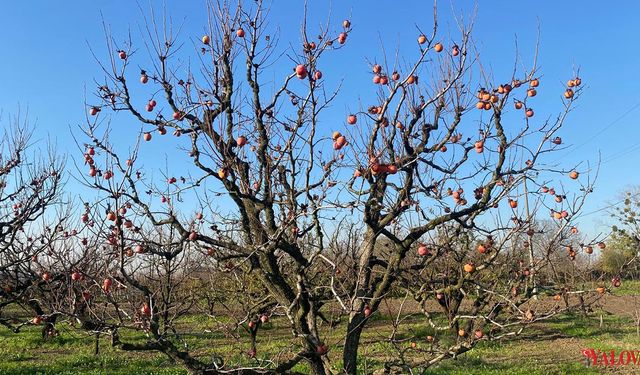 Altınova’da Çiftçiler İthal Ürün Baskısı Altında: Kivi ve Hurma Üreticileri Zor Durumda