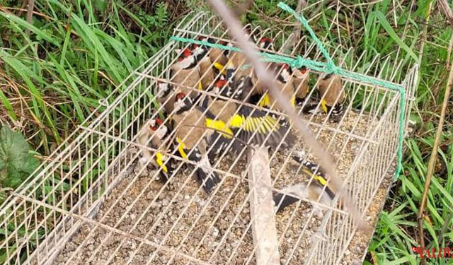 Çiftlikköy’de Kaçak Av Operasyonu: 19 Saka Kuşu Kurtarıldı