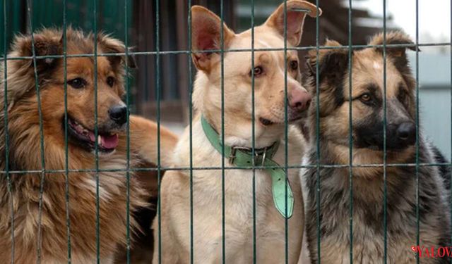 Yalova’da Sahipsiz Hayvanlar İçin Kritik Kararlar